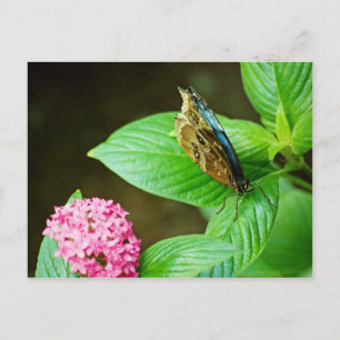 Blue Morpho 143 vykort