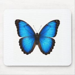 Blue Morpho Brilliance Musmatta