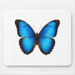 Blue Morpho Brilliance Musmatta