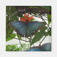 Blue Morpho Butterflies Cust. Magnet