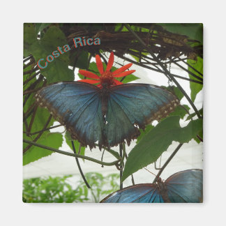 Blue Morpho Butterflies Cust. Magnet