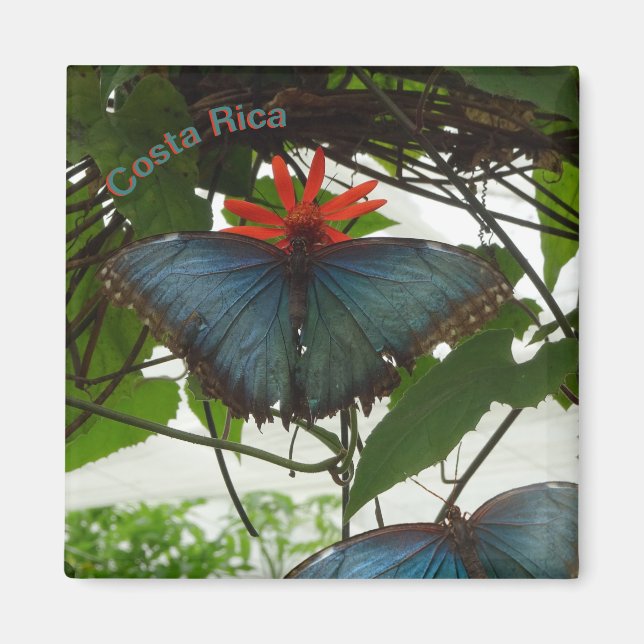 Blue Morpho Butterflies Cust. Magnet (Framsidan)