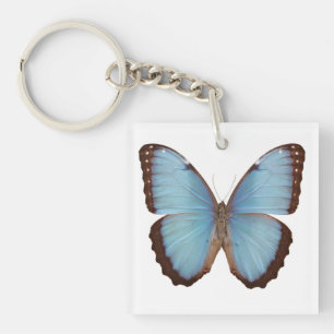 Blue Morpho Butterfly