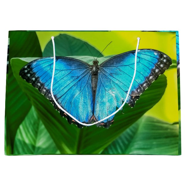 Blue Morpho Butterfly Blommigt Nature Art (Framsidan)