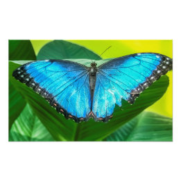 Blue Morpho Butterfly Blommigt Nature Art Fototryck