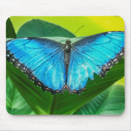 Blue Morpho Butterfly Blommigt Nature Art Musmatta