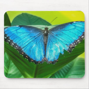 Blue Morpho Butterfly Blommigt Nature Art Musmatta