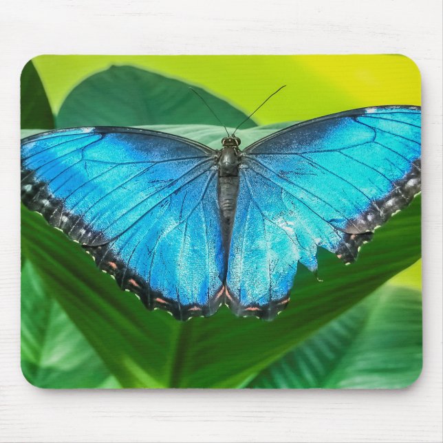 Blue Morpho Butterfly Blommigt Nature Art Musmatta (Framsidan)