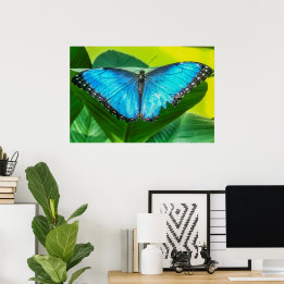 Blue Morpho Butterfly Blommigt Nature Art Poster