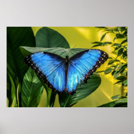 Blue Morpho Butterfly Blommigt Nature Art Poster