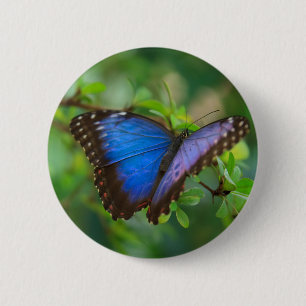 Blue Morpho Butterfly Butterfly Button Knapp