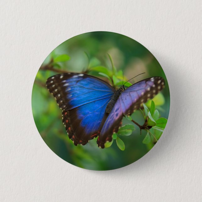 Blue Morpho Butterfly Butterfly Button Knapp (Framsida)