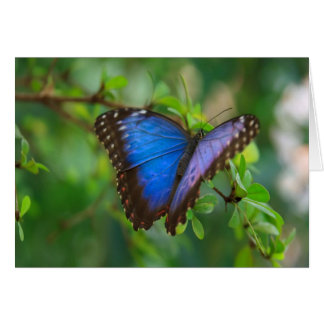 Blue Morpho Butterfly Hälsningskort