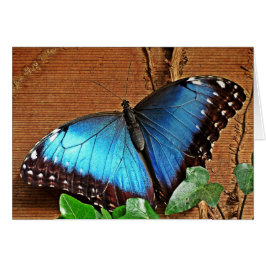 Blue Morpho - Butterfly Hälsningskort