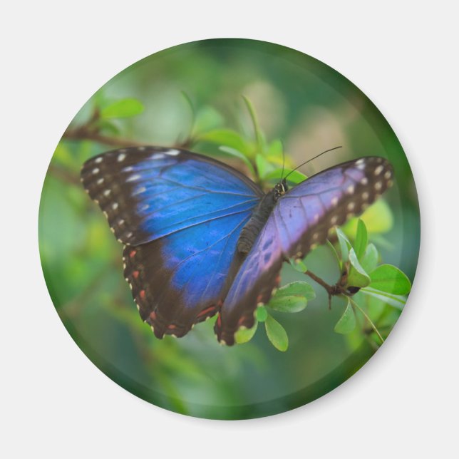 Blue Morpho Butterfly Magnet (Framsidan)
