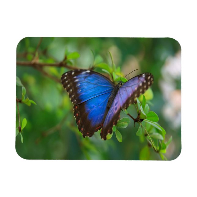 Blue Morpho Butterfly Magnet (Horisontell)