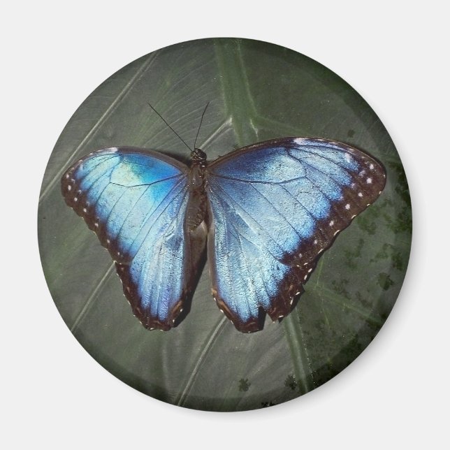 Blue Morpho Butterfly magnet (Framsidan)