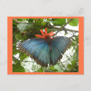Blue Morpho Butterfly on Flower DIY Postcard Vykort