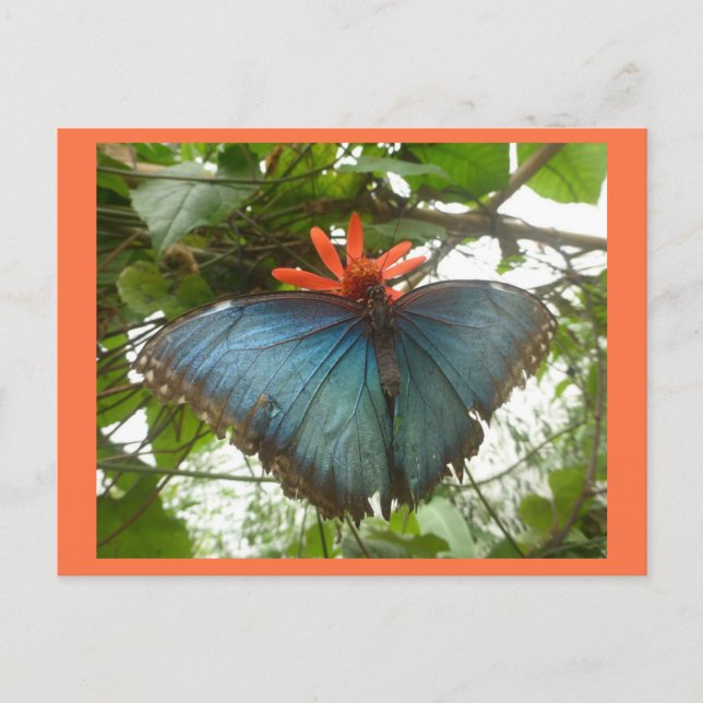 Blue Morpho Butterfly on Flower DIY Postcard Vykort (Framsida)