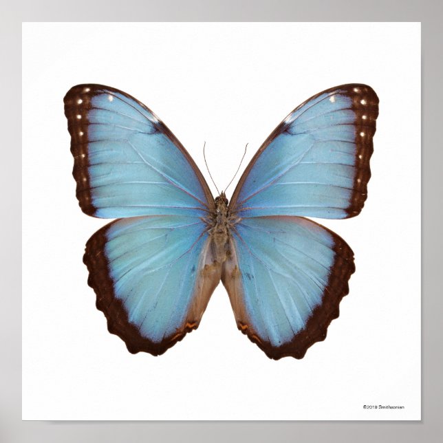 Blue Morpho Butterfly Poster (Framsidan)