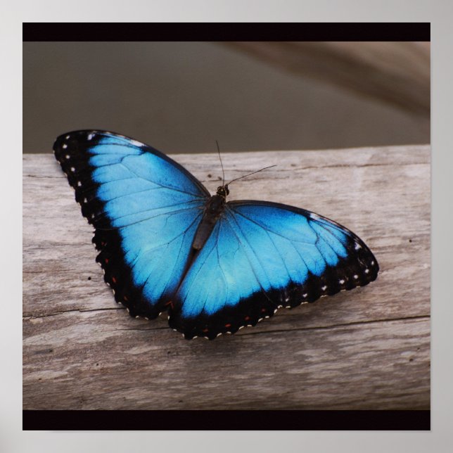 Blue Morpho Butterfly Poster (Framsidan)