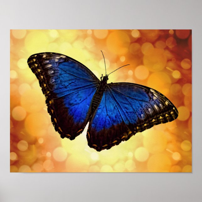 Blue Morpho Butterfly Poster (Framsidan)