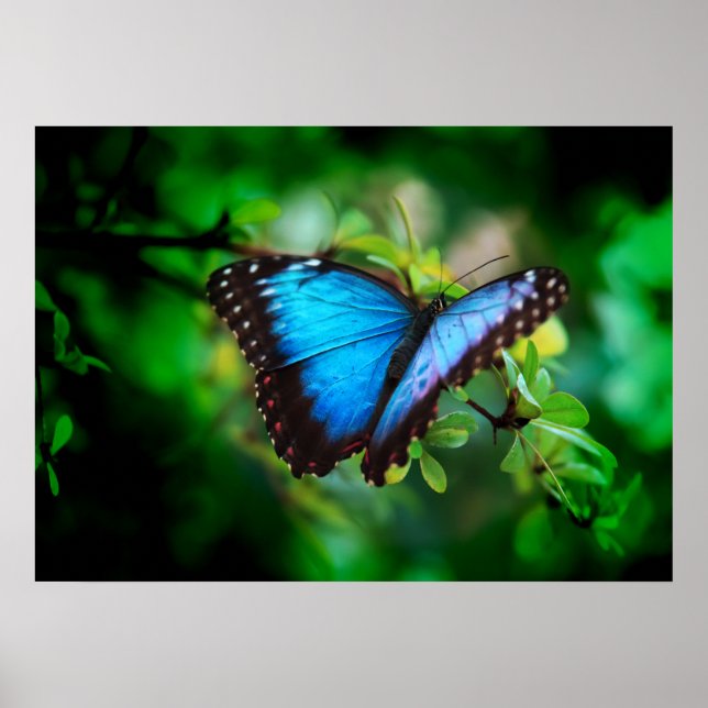 Blue Morpho Butterfly Poster (Framsidan)