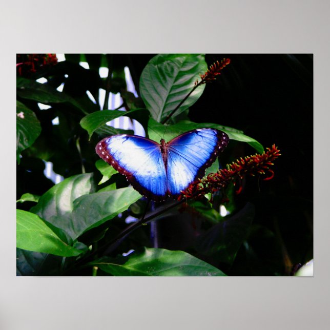 Blue Morpho Butterfly Poster (Framsidan)