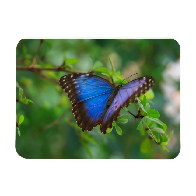Blue Morpho Butterfly Premium Magnet (Horisontell)