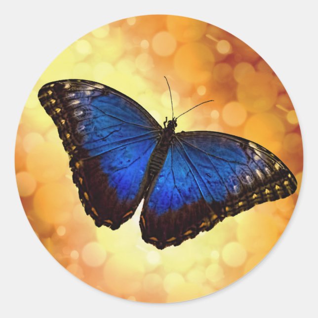 Blue Morpho Butterfly Runt Klistermärke (Framsida)