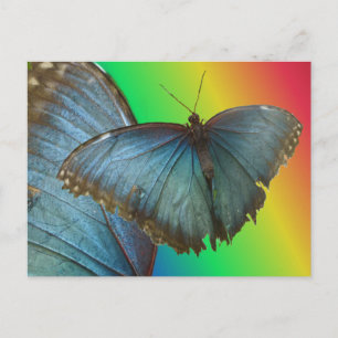 Blue Morpho Butterfly & Vinge DIY Postcard Vykort