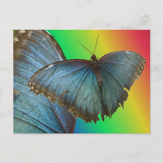 Blue Morpho Butterfly & Vinge DIY Postcard Vykort (Framsida)