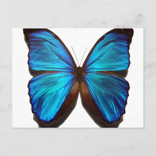 Blue Morpho Butterfly Vykort (Framsida)