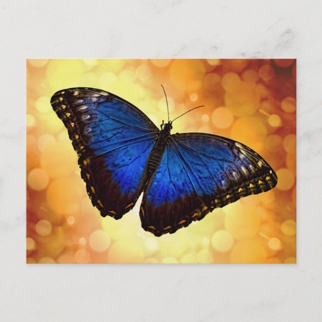 Blue Morpho Butterfly Vykort (Framsida)
