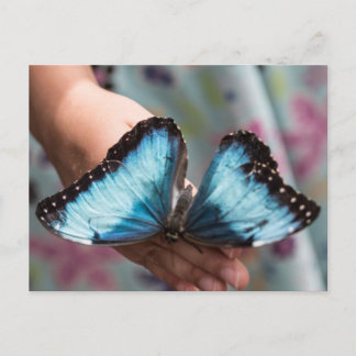 Blue Morpho Butterfly Vykort