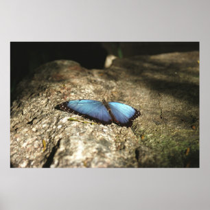 Blue Morpho, Niagara Parker, Kanada Poster
