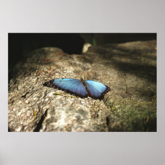 Blue Morpho, Niagara Parker, Kanada Poster