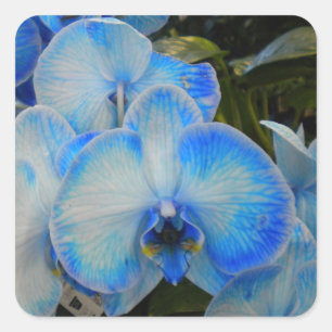 Blue Mystique Orchid II Stickers Fyrkantigt Klistermärke
