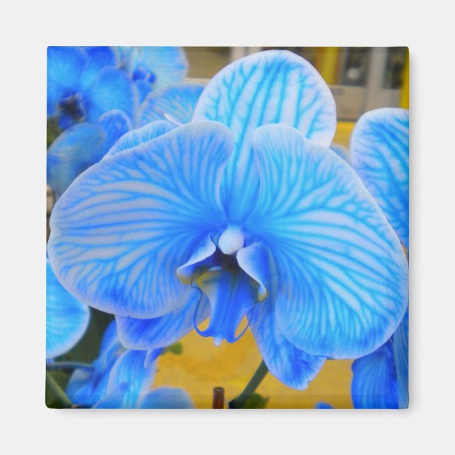 Blue Mystique Orchid Magnet (Framsidan)