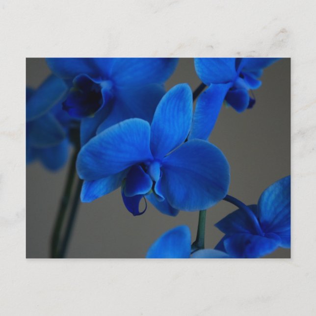 Blue Mystique Vykort (Framsida)