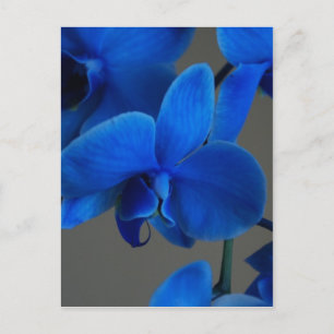 Blue Mystique Vykort