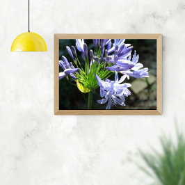Blue Nile Lilly Photo EnUtvidgning Poster