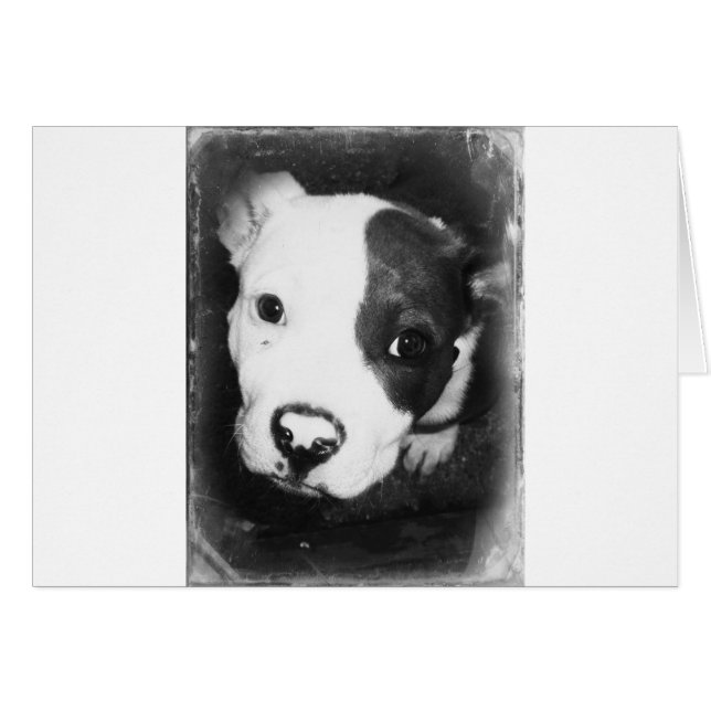 Blue Nose Pitbull Puppy Hälsningskort (Framsidan Horizontal)