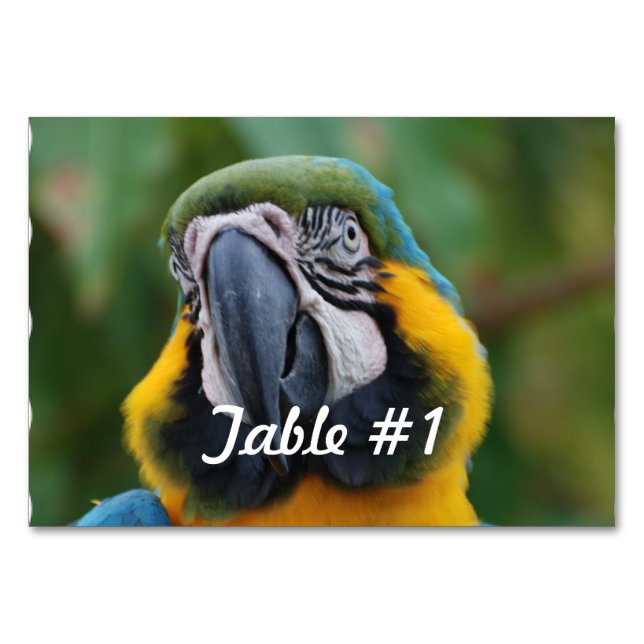 Blue och Guld Macaw Bordsnummer (Framsidan)