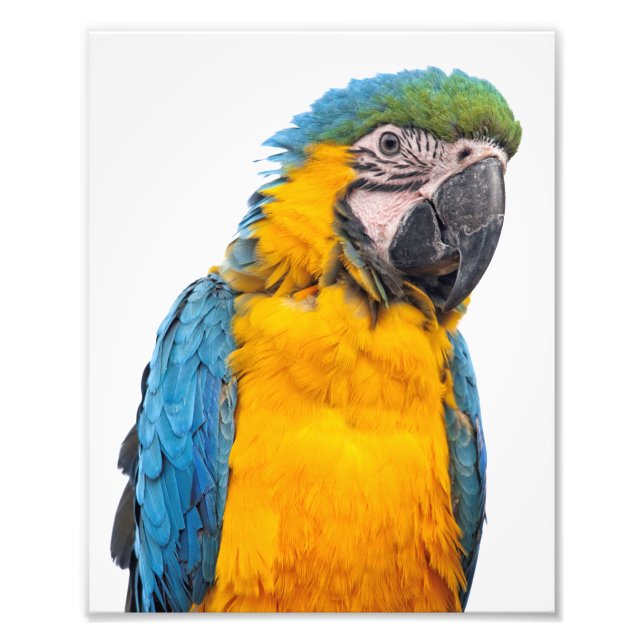 Blue och Guld Macaw Fototryck (Framsidan)
