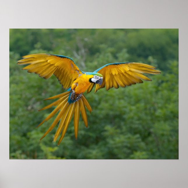 Blue och Guld Macaw Poster (Framsidan)