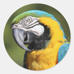 Blue och Guld Macaw Runt Klistermärke