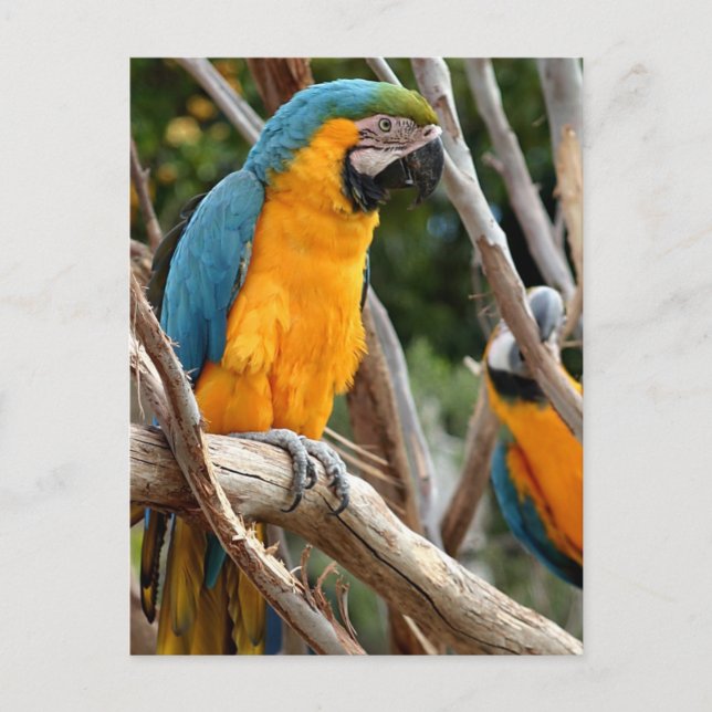 Blue och Guld Macaw Vykort (Framsida)