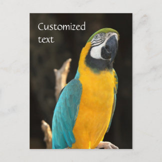 Blue och Guld Macaw Vykort