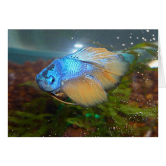 Blue och Guld Male Betta Fighting Fish Hälsningskort